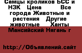 Самцы кроликов БСС и НЗК › Цена ­ 400 - Все города Животные и растения » Другие животные   . Ханты-Мансийский,Нягань г.